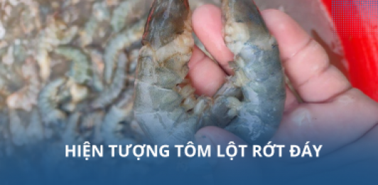 Hiện tượng tôm lột rớt đáy